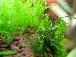  Fissidens sp  moss sp mini mini