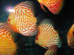 IMG 5184[1]