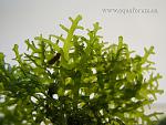 Riccardia chamedryfolia