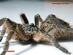 Ceratogyrus marshalli