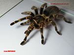 Grammostola pulchripes
