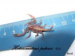 14.03.2012  2 Heterometrus petersi