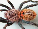 Chromatopelma cyanopubescns