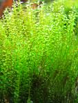 Amblystegium serpens (Nano Moss)