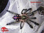 Avicularia divrsipes L5