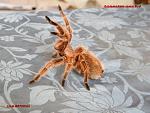 Grammostola rosea Rd