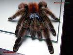Avicularia versicolor