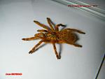 Pterinochilus murinus RCF