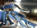 Chromatopelma cyanopubscens 