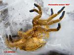 Ptrinochilus murinus RCF