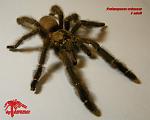 Psalmopoeus reduncus