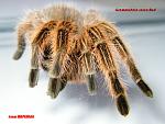 Grammostola rosea Red