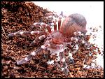 Acanthoscurria geniculata