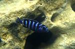 Pseudotropheus demasoni
