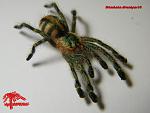 Avicularia diversips L4