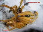 Ptrinohilus murinus RCF