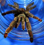 Psalmopoeus Cambridge