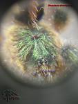 Avicularia diversipes fas 
       10