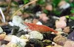 neocaridina heteropoda var. red