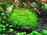 moss sp 610