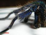 Chromatopelma cyanpubescens 