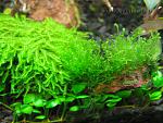  moss sp.610  moss sp mini-mini