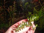 Asplenium cf. normale - "Crepidomanes Auriculatum"
