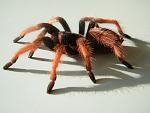 Brachypelma klaasi