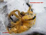 Ptrinochilus murinus RF
