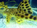 Peckoltia sabaji L075, L124