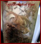 16.03.2012 Tapinauchenius gigas 3