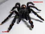 Psalmopoeus irminia