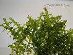 Riccardia chamedryfolia