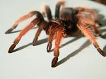 Brachypelma klasi