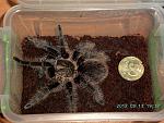 2012 03 13 19.37.50 1 Brachypelma albopilosum  ?