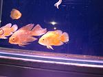 IMG 5196