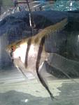 angelfish classic female32