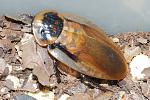 Blaberus boliviensis