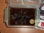 2012 03 13 19.55.28 4 Brachypelma albopilosum  ?
