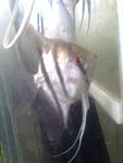 angelfish classic male22