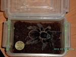 2012 03 13 19.36.22 2 Brachypelma albopilosum  