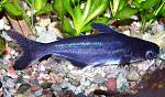 pangasius