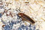 Schultesia lampyridiformis
