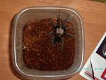 2012 03 13 19.56.58 Brachypelma albiceps