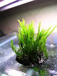 Fissidens sp. Himehouougoke.