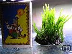 Fissidens sp. Himehouougoke2.
