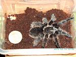 2012 03 13 19.34.54 3 Brachypelma albopilosum 