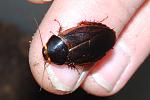 Pycnoscelus surinamensis