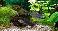     
: pangasius-hypophthalmus-2.jpg
: 762
:	84.4 
ID:	468