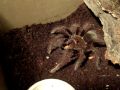 Theraphosa apophysis